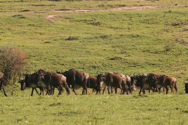 Shangrala's Name These Animal Groups