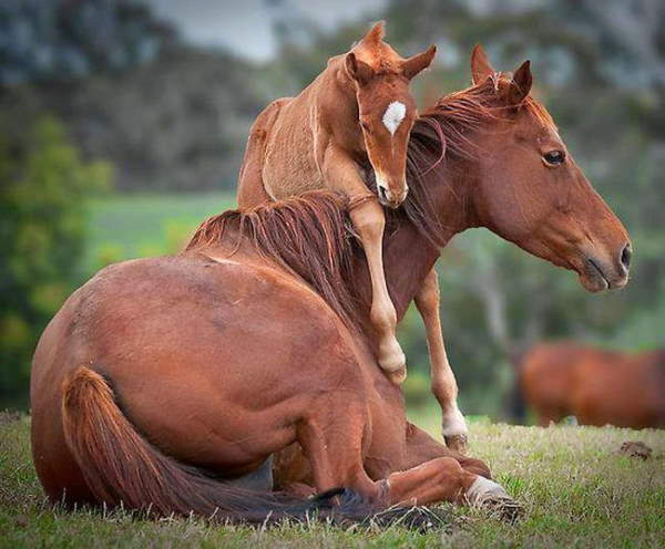 Shangrala's Animal Moms 7