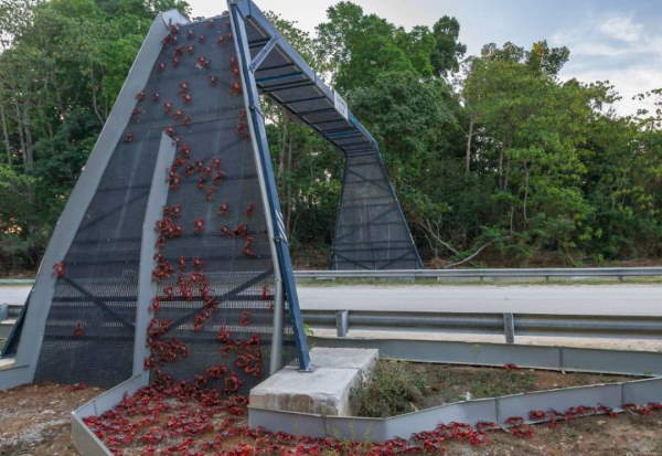 Shangrala's Beautiful Bridges 3