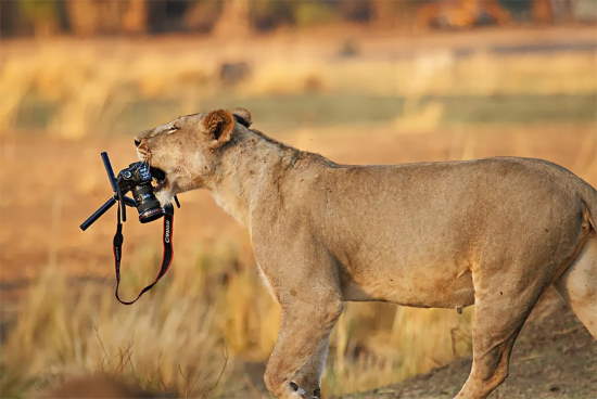 Shangrala's Budding Photographers 2