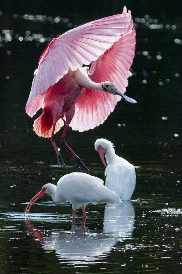 Shangrala's Colorful Birds 4