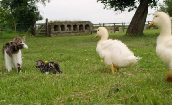 Shangrala's Irish Ducklings