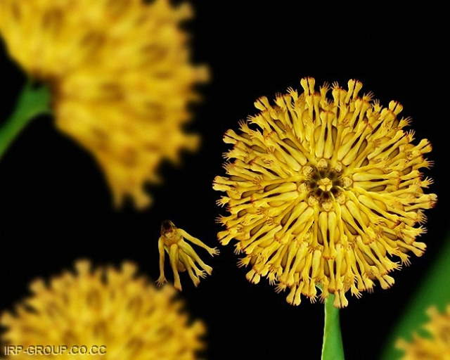 Shangrala's Beautiful Flower People