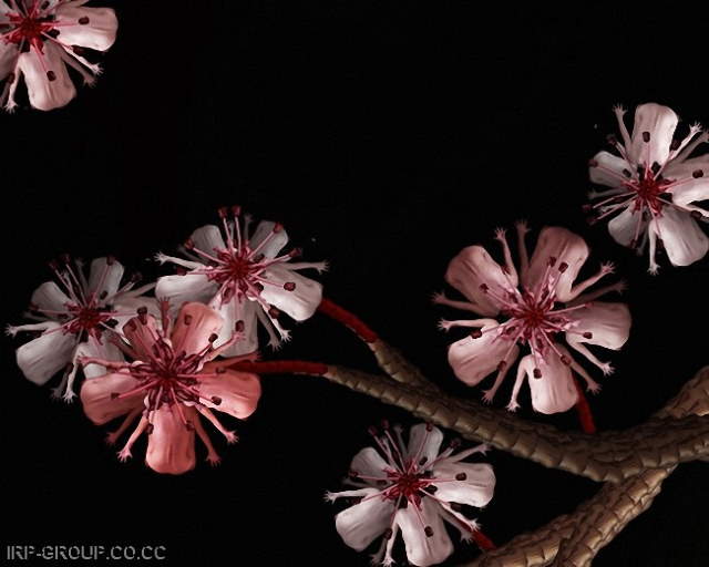 Shangrala's Beautiful Flower People