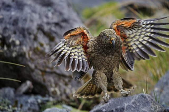 Shangrala's Beautiful exotic Birds