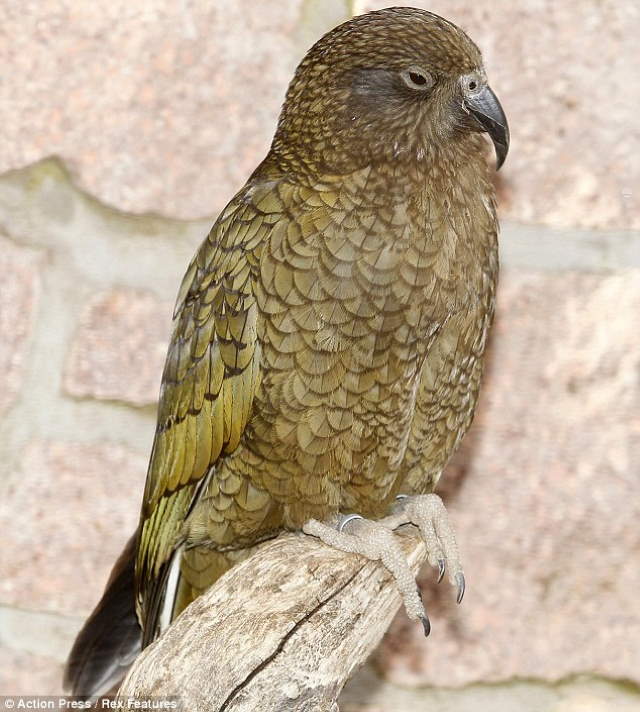 Shangrala's Beautiful exotic Birds