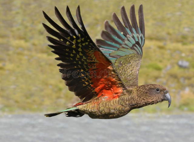 Shangrala's Beautiful exotic Birds