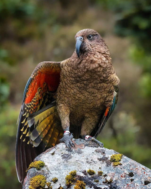 Shangrala's Beautiful exotic Birds