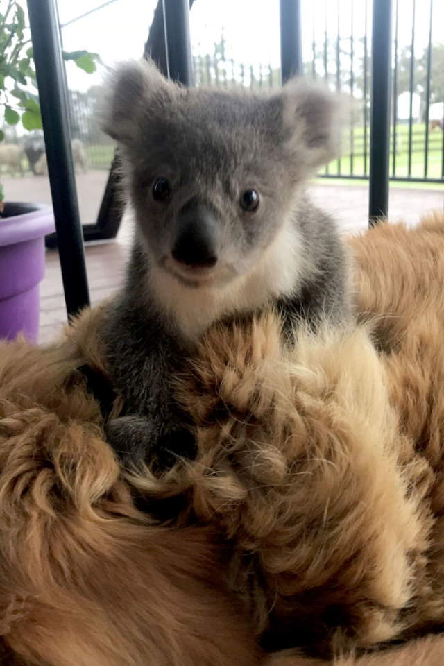 Shangrala's Dog Saves Baby Koala