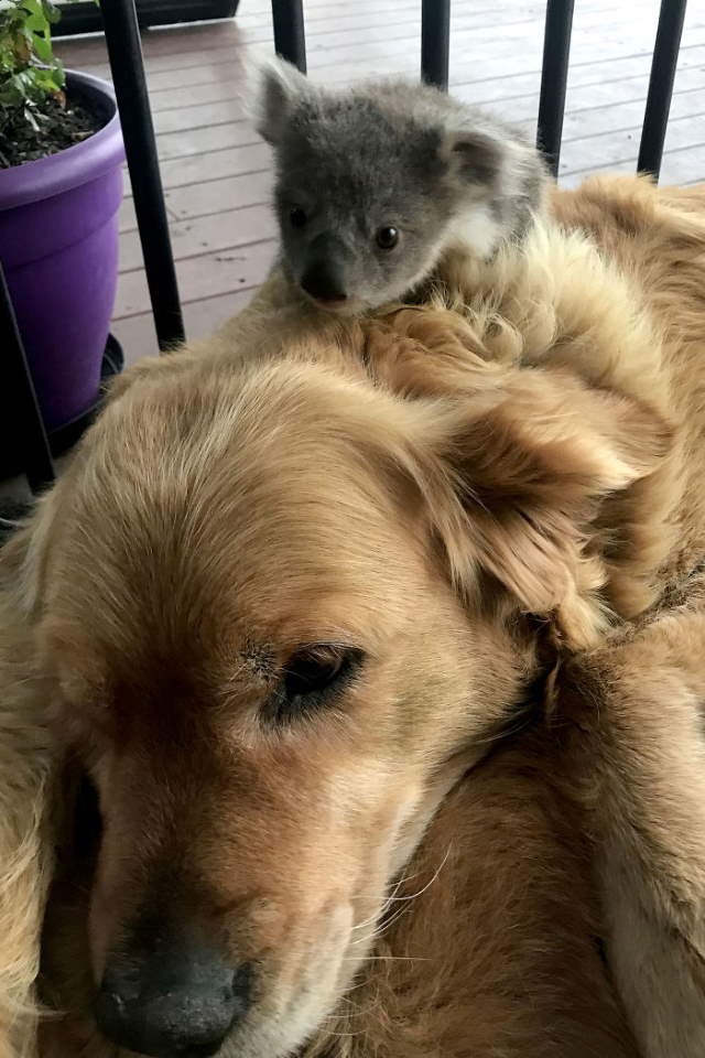 Shangrala's Dog Saves Baby Koala