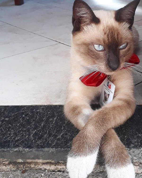 Shangrala's Leon The Watchcat