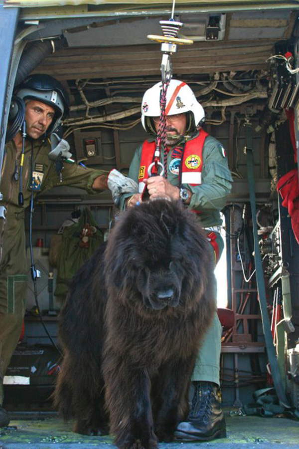 Shangrala's Italy's Lifeguard Dogs