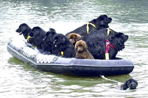 Shangrala's Italy's Lifeguard Dogs