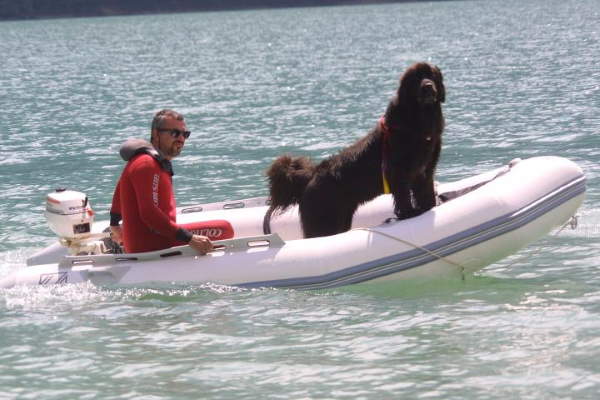 Shangrala's Italy's Lifeguard Dogs