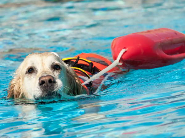 Shangrala's Italy's Lifeguard Dogs