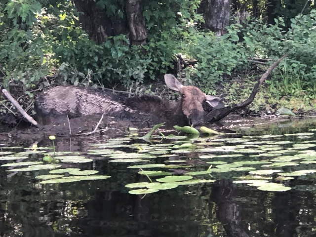 Shangrala's Rescued Moose