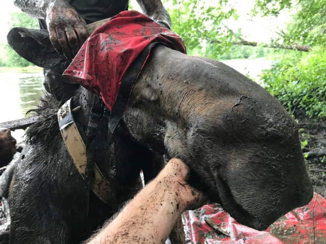 Shangrala's Rescued Moose