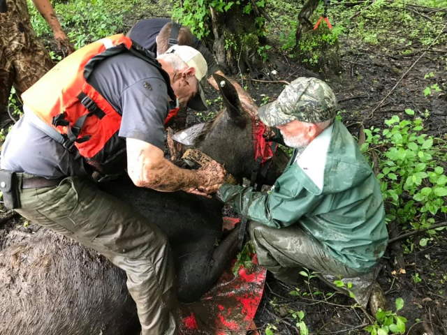 Shangrala's Rescued Moose