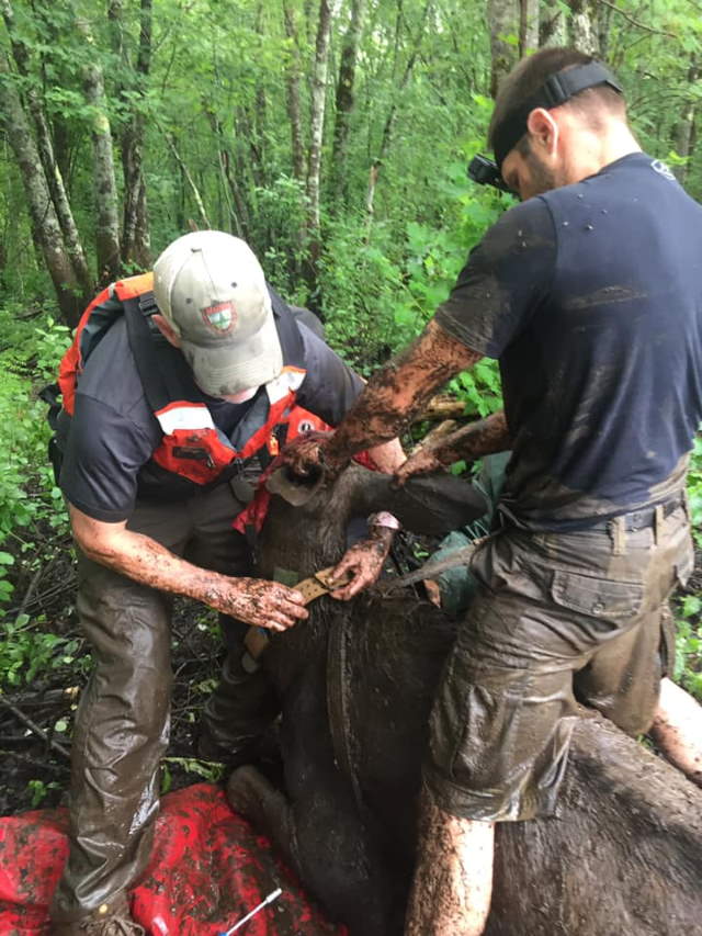 Shangrala's Rescued Moose