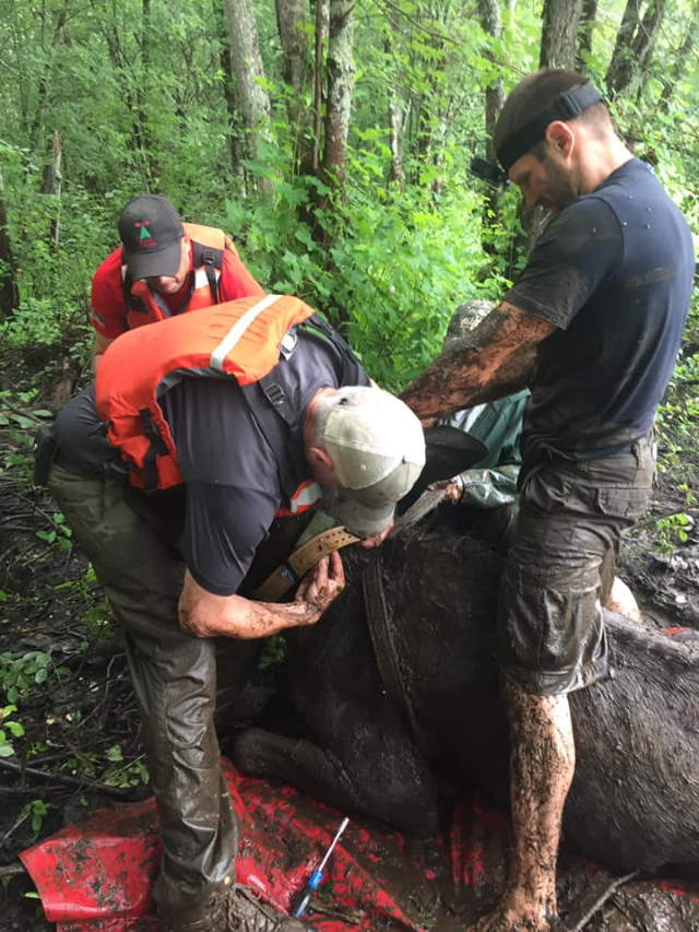 Shangrala's Rescued Moose