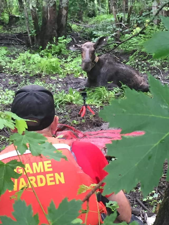 Shangrala's Rescued Moose