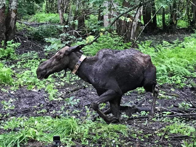 Shangrala's Rescued Moose