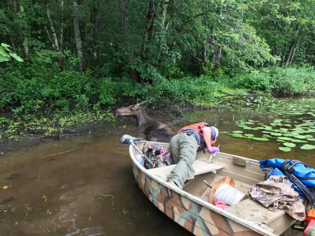 Shangrala's Rescued Moose