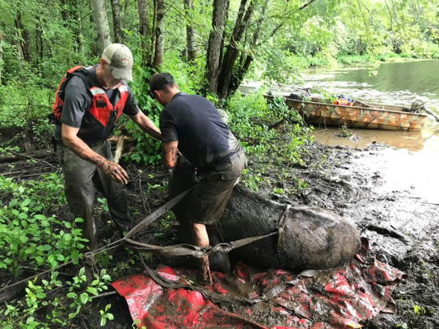 Shangrala's Rescued Moose