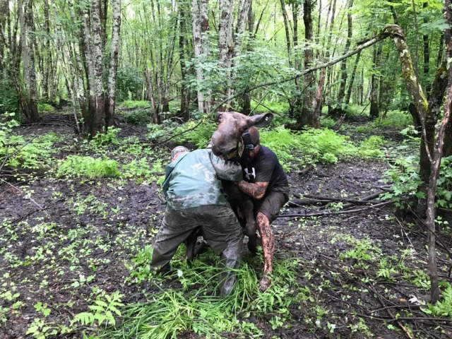 Shangrala's Rescued Moose