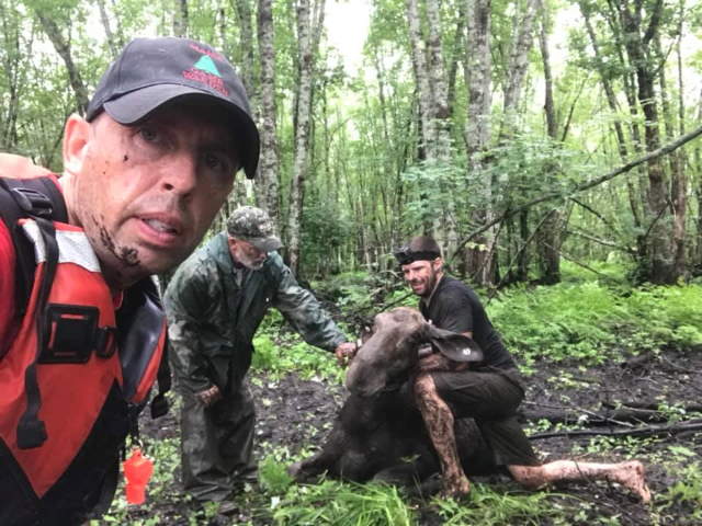 Shangrala's Rescued Moose