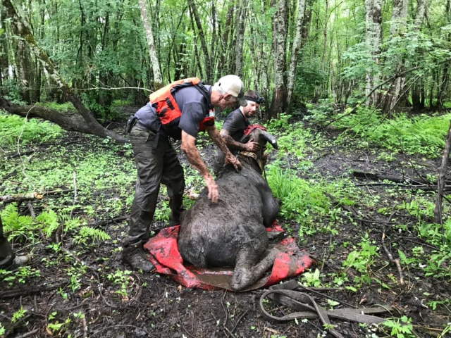 Shangrala's Rescued Moose