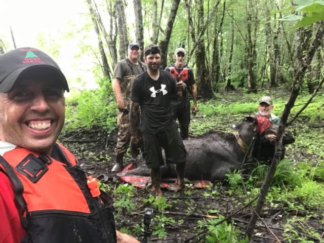 Shangrala's Rescued Moose