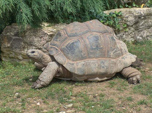 Shangrala's World's Oldest Animals