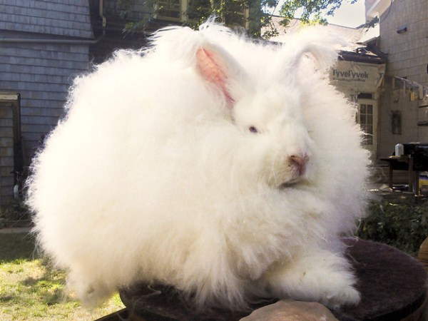 Shangrala's Big Beautiful Rabbits