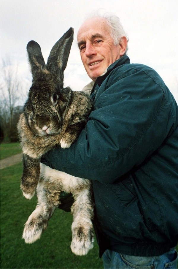 Shangrala's Big Beautiful Rabbits