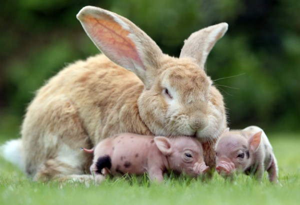 Shangrala's Big Beautiful Rabbits