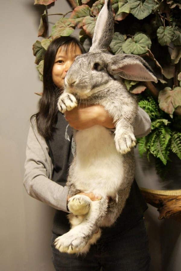 Shangrala's Big Beautiful Rabbits