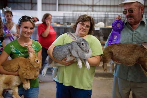 Shangrala's Big Beautiful Rabbits