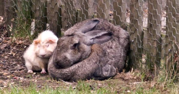 Shangrala's Big Beautiful Rabbits