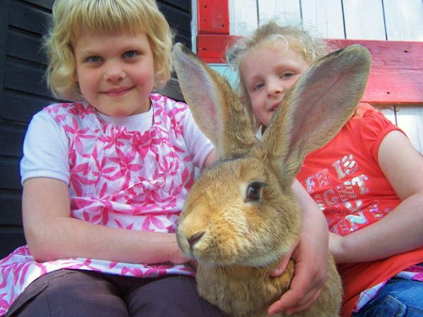 Shangrala's Big Beautiful Rabbits