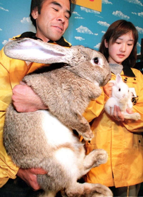 Shangrala's Big Beautiful Rabbits