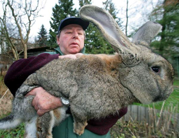 Shangrala's Big Beautiful Rabbits