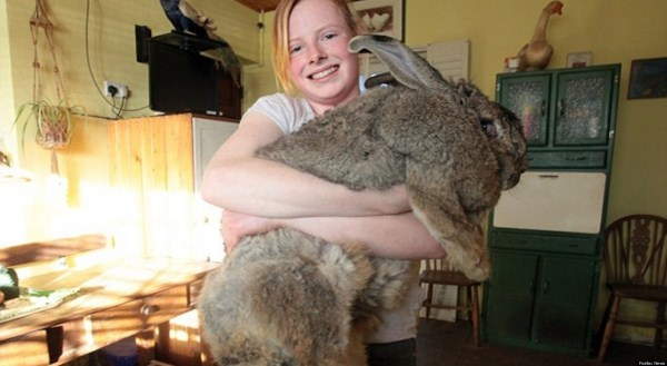 Shangrala's Big Beautiful Rabbits