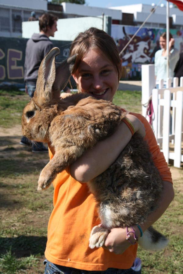 Shangrala's Big Beautiful Rabbits