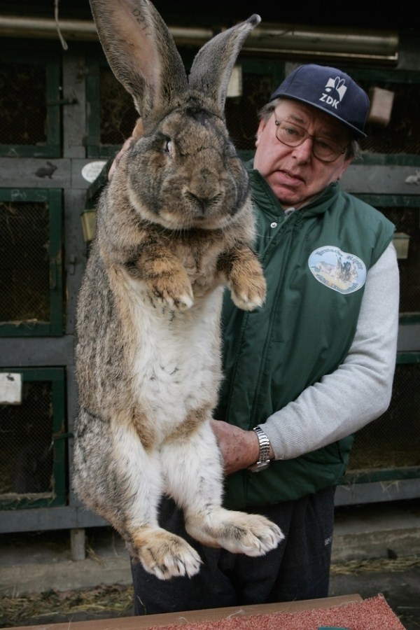 Shangrala's Big Beautiful Rabbits