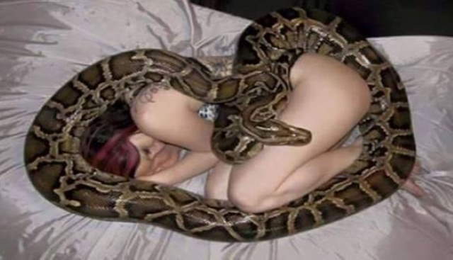 Shangrala's Pet Python