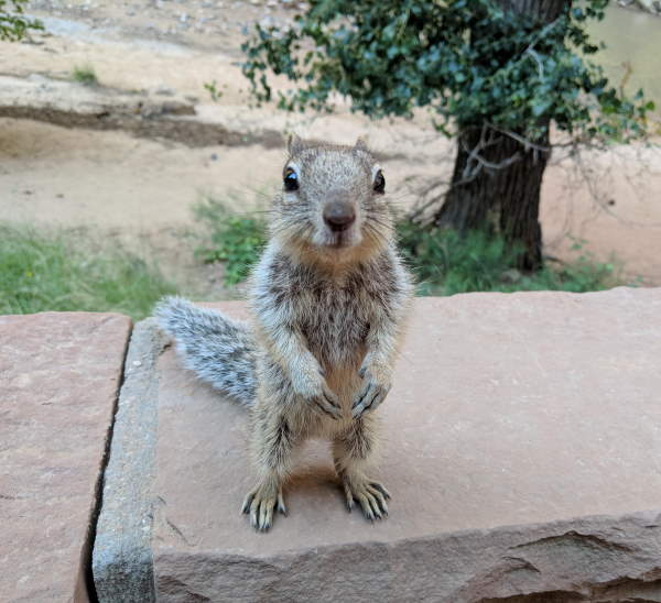 Shangrala's Begging Squirrels