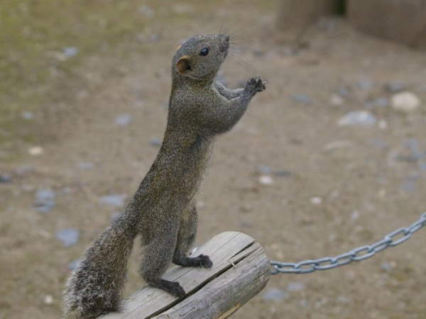 Shangrala's Begging Squirrels