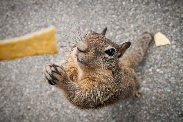 Shangrala's Begging Squirrels