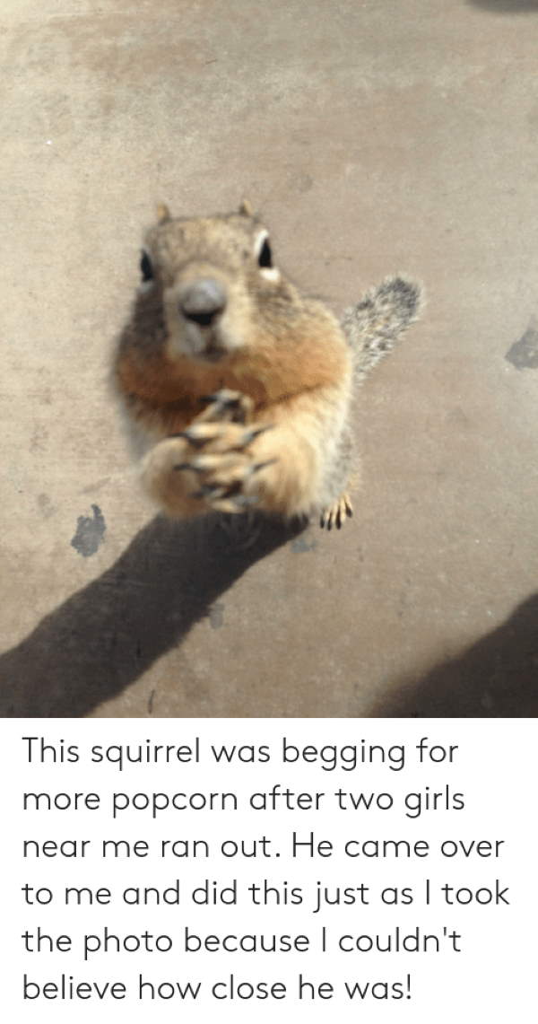 Shangrala's Begging Squirrels